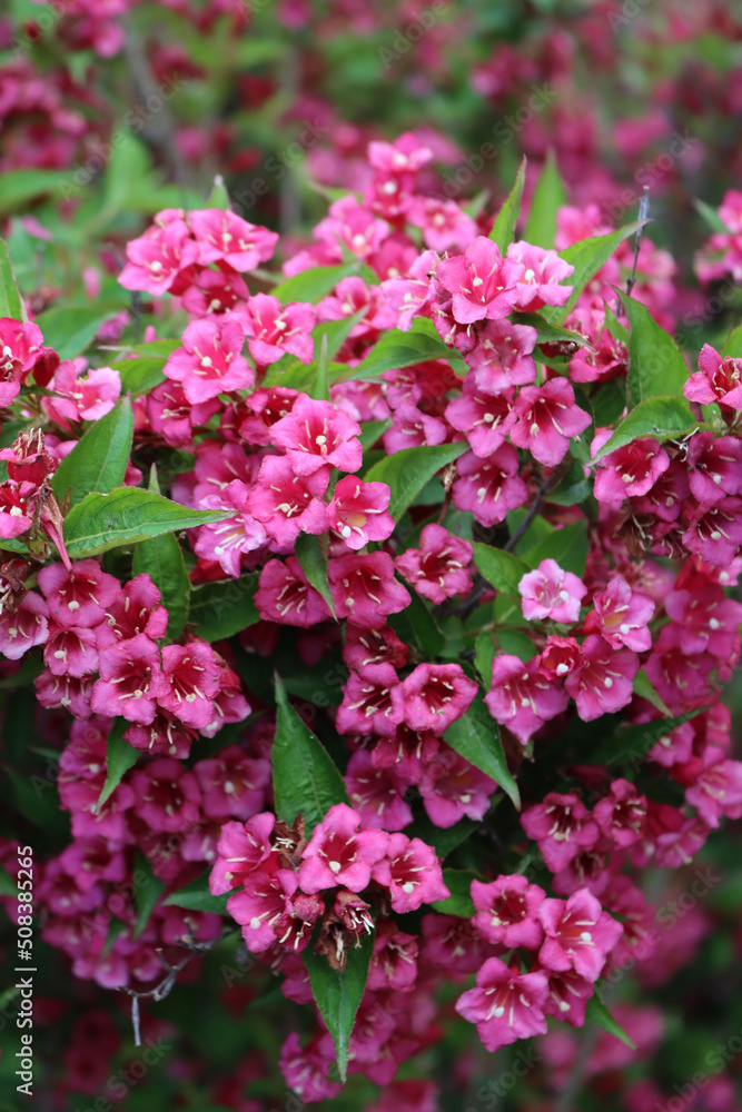 Close-up of Weigelia bush in bloom with beautiful pink flowers in the garden on springtime