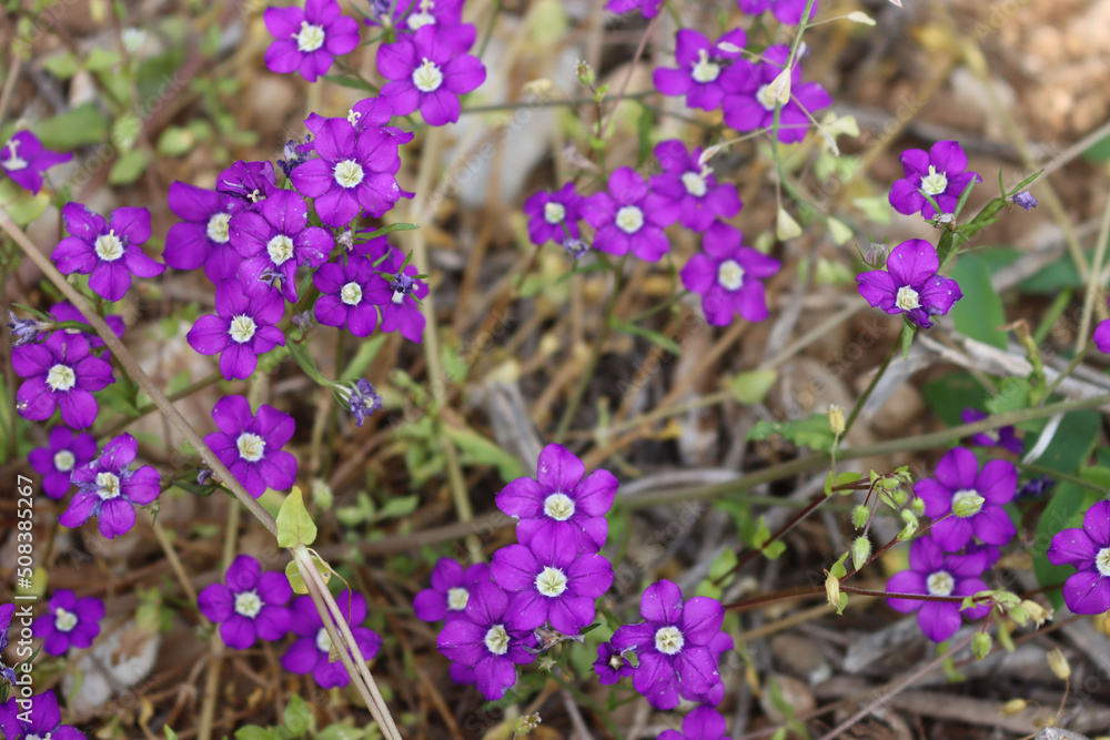 Fototapeta premium Legousia speculum veneris beautiful purple wildflowers on summer. European Venus looking glass. Campanulaceae family