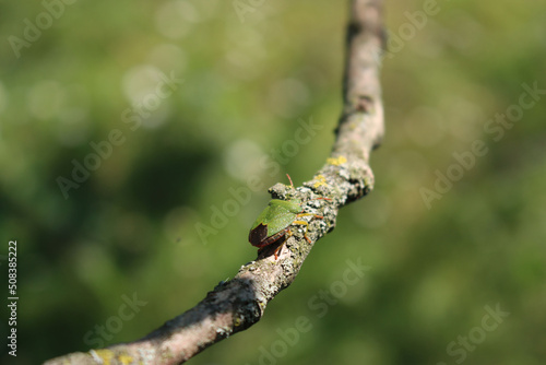 Green shield bug on branch in the garden. Nezara viridula insect on summer