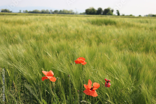 Green Wheat field with red poppies in the italian countryside. Cultivated Triticum plants on springtime
