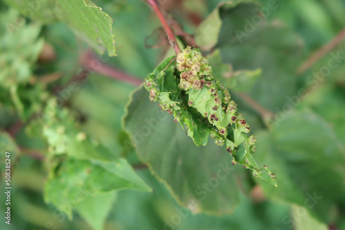 Vine plant with red galls on leaves. Vineyard with disease on springtime
