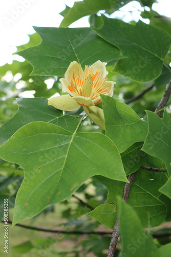 Tulip tree or Liriodendron tulipifera ornamental tree in bloom with yellow and orange flowers on branch
