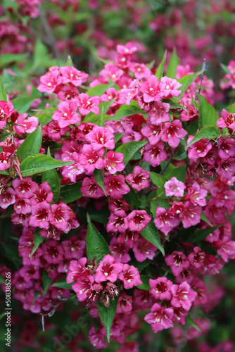 Close-up of Weigelia bush in bloom with beautiful pink flowers in the garden on springtime