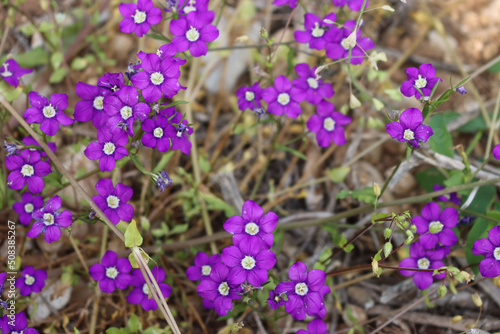 Legousia speculum veneris beautiful purple wildflowers on summer. European Venus looking glass. Campanulaceae family photo