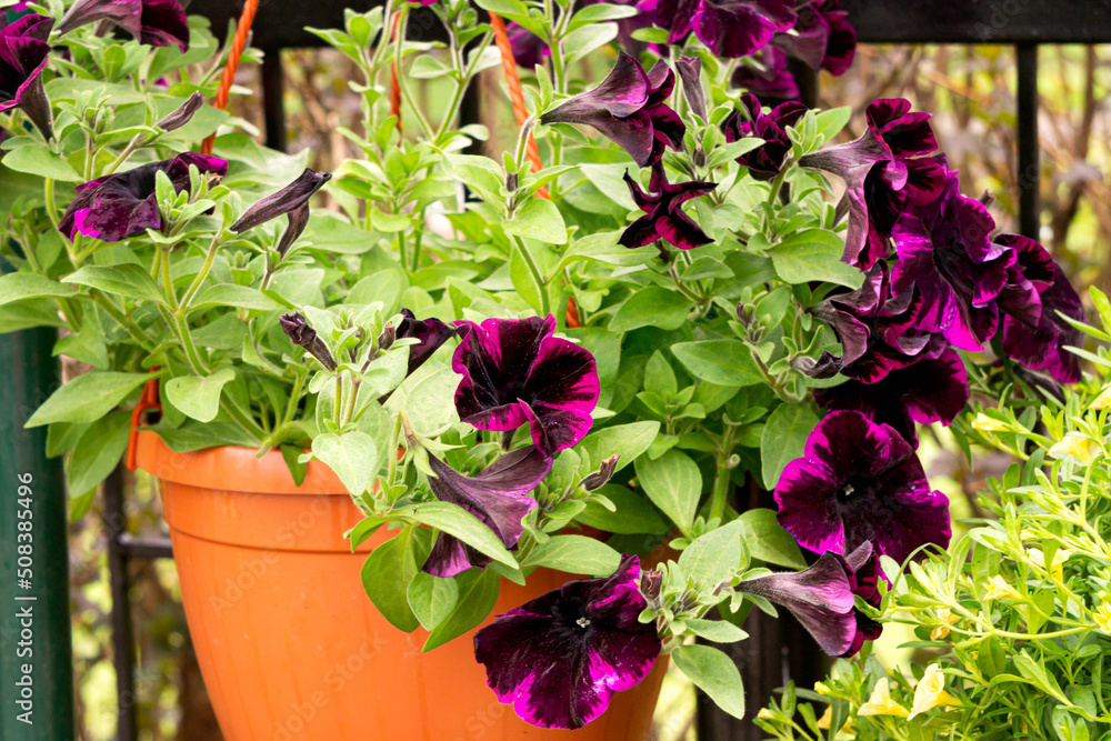 Flower pot with burgundy petunia flowers at the flower market. Flower pot with burgundy petunia flowers at the flower market.