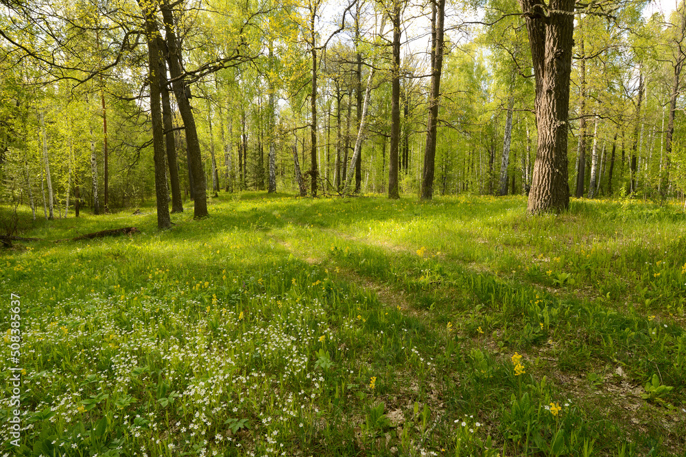 Spring forest landscape, Wild flowers on a green meadow on a oak forest in sunny day Spring forest landscape, Wild flowers on a green meadow on a oak forest in sunny day