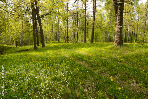 Spring forest landscape, Wild flowers on a green meadow on a oak forest in sunny day © maxa0109