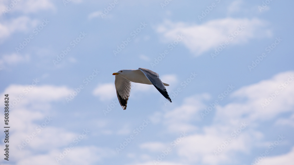 Obraz premium Möwe im Flug
