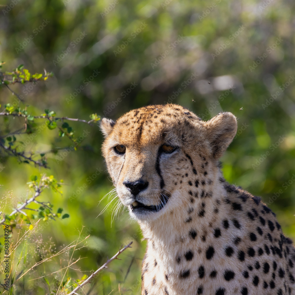 Cheetah male stalking an impala Cheetah male stalking an impala