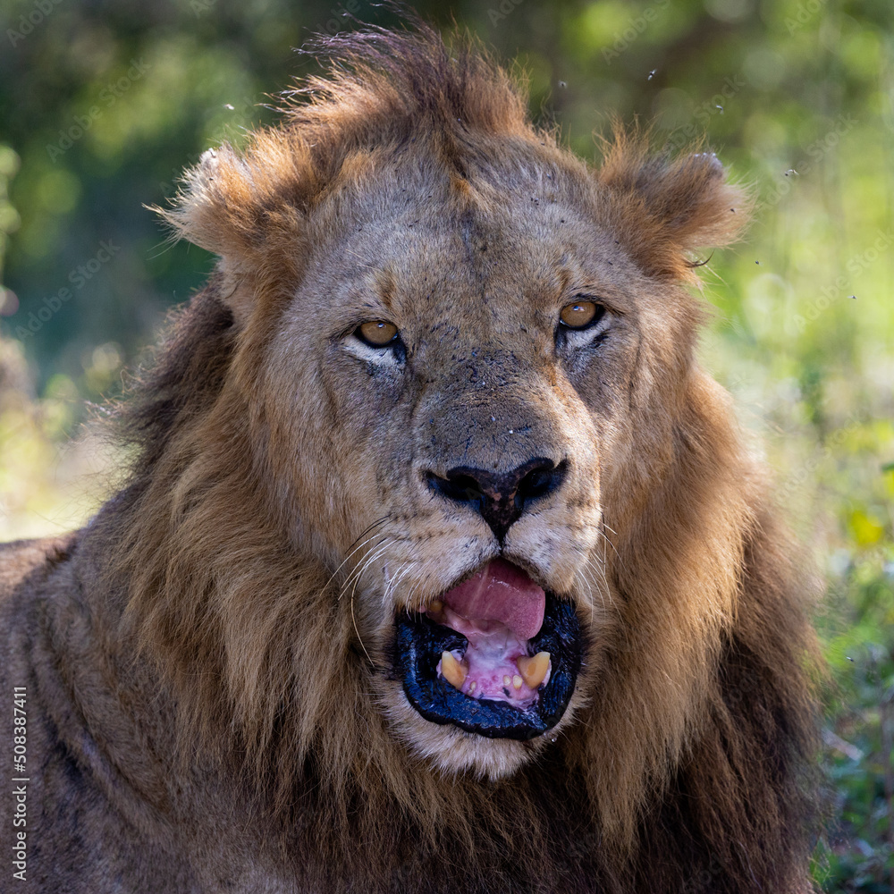 Close up of a mature male lion in Kruger