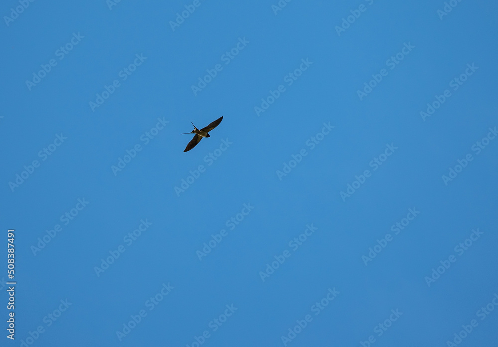 a swallow flies high in the sky a swallow flies high in the sky