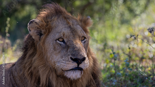 Fototapeta Naklejka Na Ścianę i Meble -  Close up of a mature male lion in Kruger