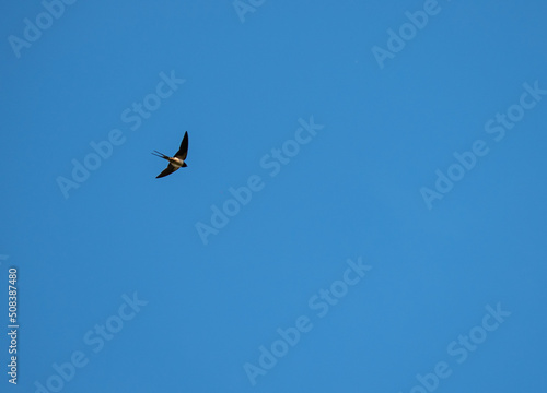 a swallow flies high in the sky