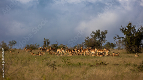 a large herd of impala © Jurgens