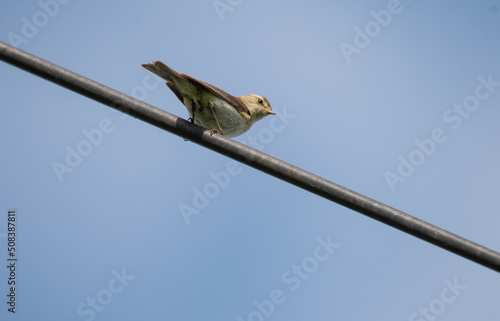 a warbler bird sits on an antenna against the sky