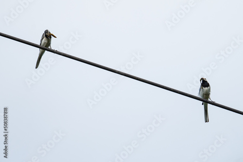 two white wagtails are sitting on an antenna