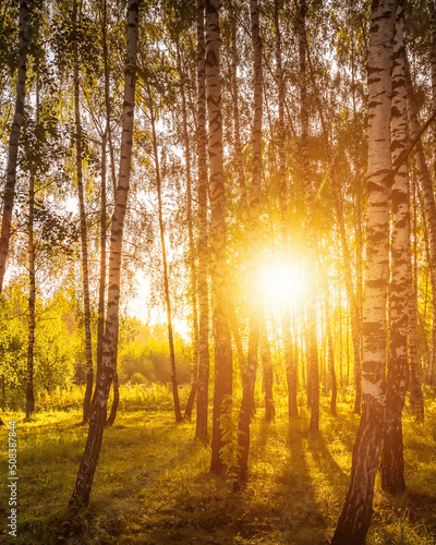 Sunrise in a birch forest on a sunny summer morning with fog.