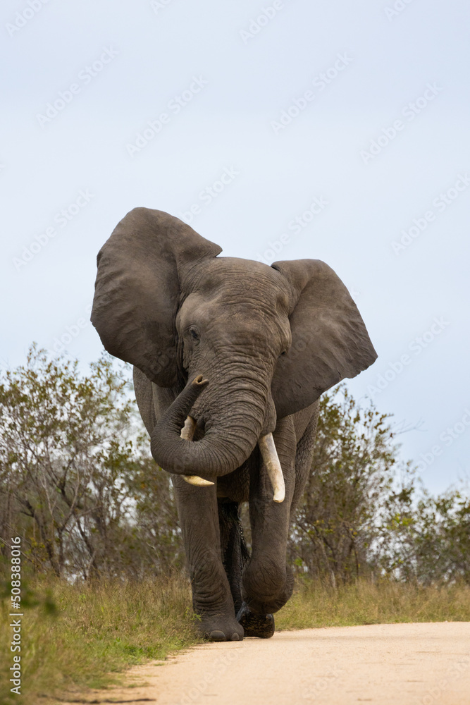 Obraz premium a big African elephant bull walking down a gravel road