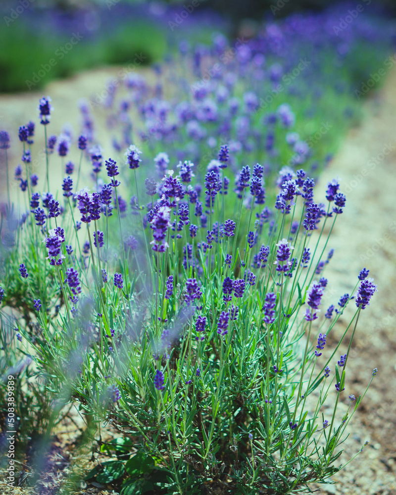 コモンラベンダー の画像 30 件の Stock 写真 ベクターおよびビデオ Adobe Stock コモンラベンダー の画像 30 件の Stock 写真 ベクターおよびビデオ Adobe Stock