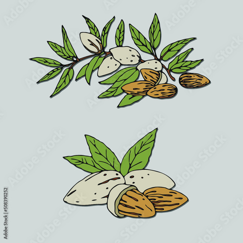Almond nut with a branch. Vector illustration of a branch of an almond tree. Almonds with kernels, leaves isolated on the grey background. Design element, sticker.