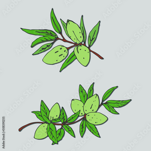Almond. Vector illustration of a branch of an almond tree. Almonds in shell, leaves isolated on the grey background. Design element, sticker.