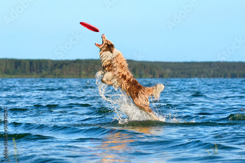 Bilde på lerret Dog playing with frisbee in water