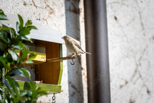 A hungry little sparrow sits on the perch of a bird feeder attached to the wall of a house to eat