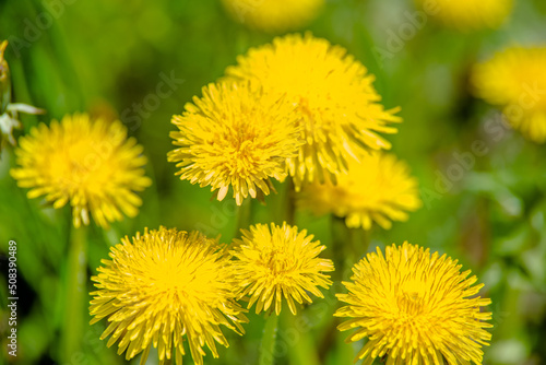 Yellow dandelions blooming on grass background