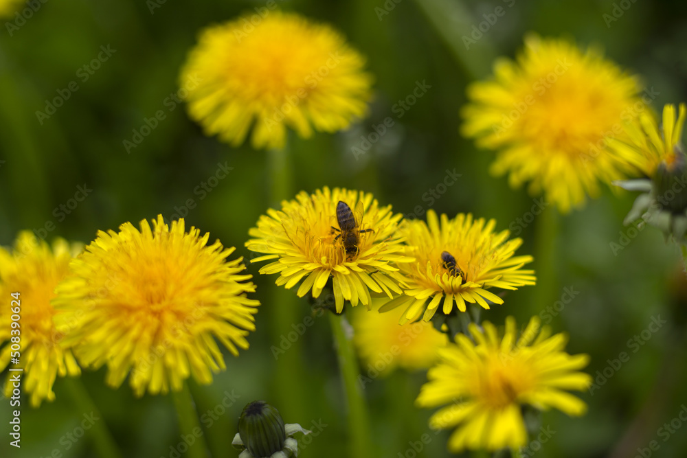 Honey bee collecting nectar from dandelion flower in the summer time. Useful photo for design or web banner. Selective focus Honey bee collecting nectar from dandelion flower in the summer time. Useful photo for design or web banner. Selective focus