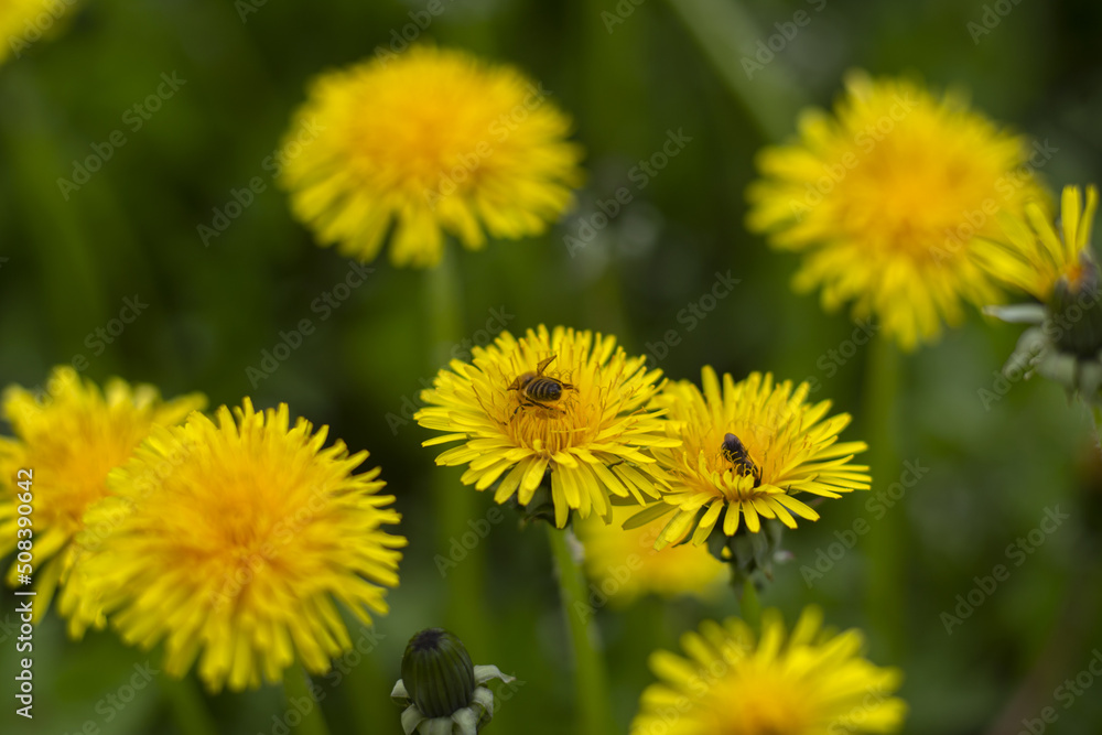 Honey bee collecting nectar from dandelion flower in the summer time. Useful photo for design or web banner. Selective focus Honey bee collecting nectar from dandelion flower in the summer time. Useful photo for design or web banner. Selective focus