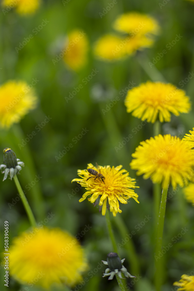 Honey bee collecting nectar from dandelion flower in the summer time. Useful photo for design or web banner. Selective focus Honey bee collecting nectar from dandelion flower in the summer time. Useful photo for design or web banner. Selective focus