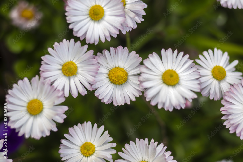 English daisy in garden. Bellis perennis. Beautiful daisy flowers. Blooming English daisy or Meadow daisy in sunny day. Nobody, selective focus. English daisy in garden. Bellis perennis. Beautiful daisy flowers. Blooming English daisy or Meadow daisy in sunny day. Nobody, selective focus.