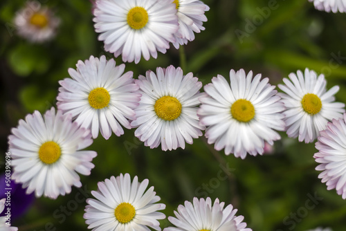 English daisy  in garden. Bellis perennis. Beautiful daisy flowers. Blooming English daisy or Meadow daisy in sunny day. Nobody  selective focus.