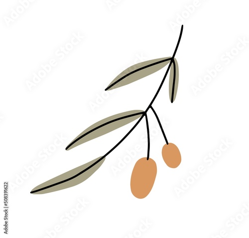 Olive and leaf branch. Greek fruit plant. Green mediterranean italian vegetables growing on sprig with leaves. Botanical flat vector illustration isolated on white background