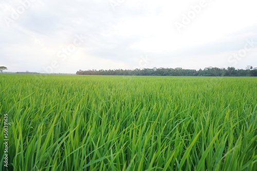 Green rice fields in the afternoon