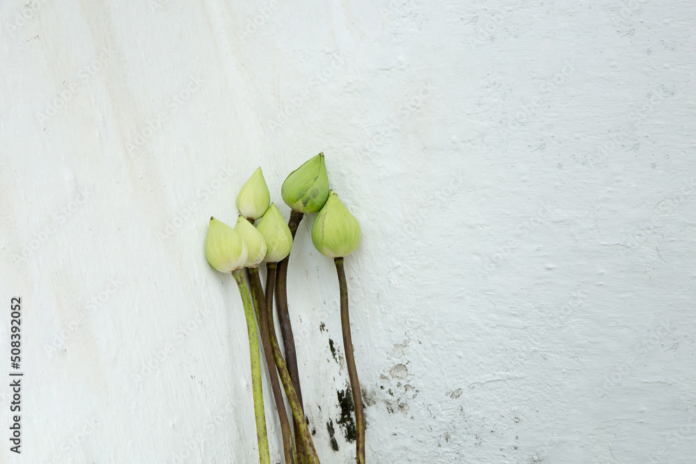 lotus flower on the white wall lotus flower on the white wall