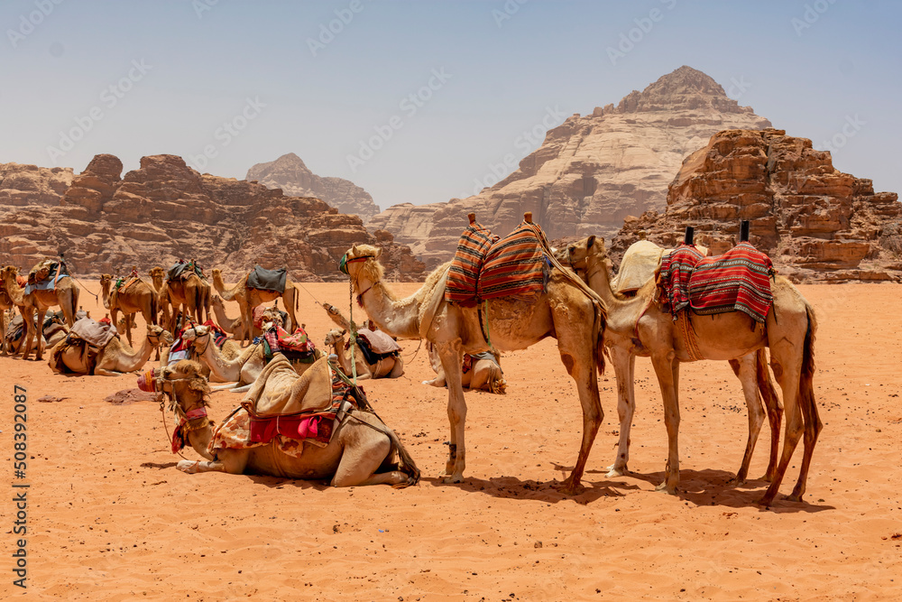 Fototapeta premium Wadi Rum, Jordan - June 7 2019: A caravan in the Jordanian desert