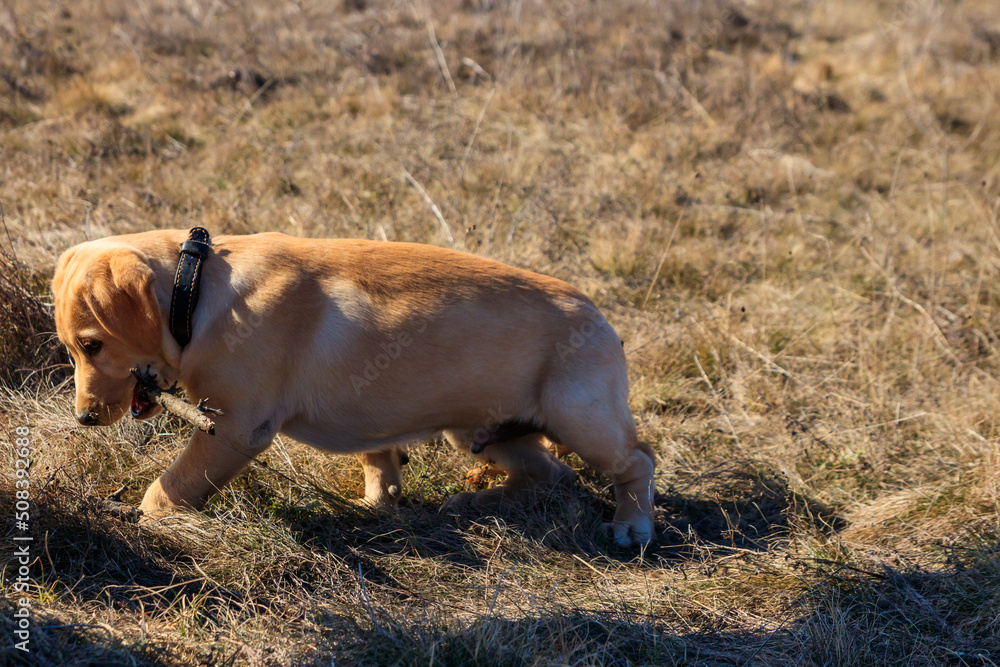 Fototapeta premium Cute labrador retriever puppy playing with stick on a meadow