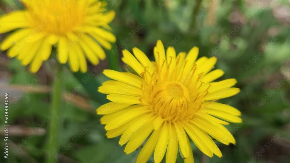 Dandelion at sunny day. Selective focus. Dandelion at sunny day. Selective focus.