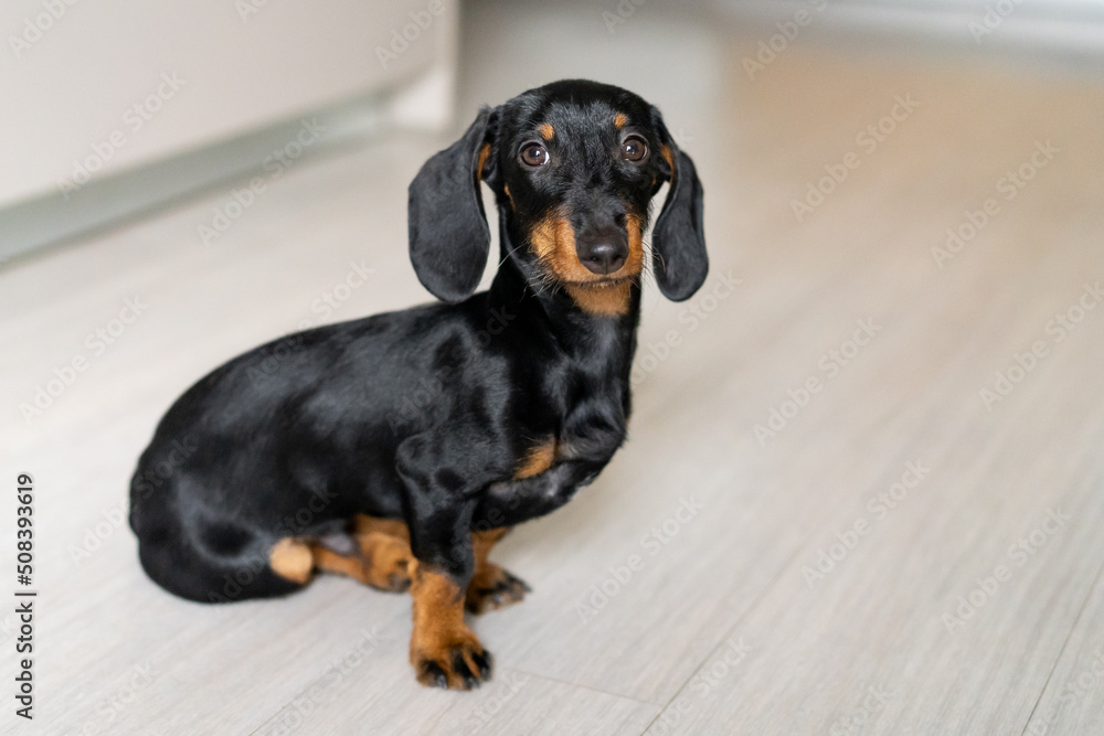 Portrait of a dachshund puppy dog sitting on the floor at home