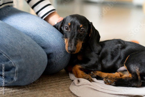 Dachshund puppy dog lying on the carpet with head resting on a girls legs