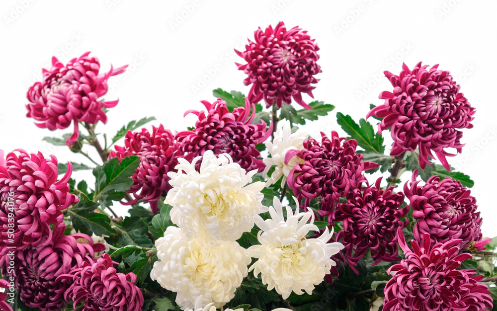Flowers of chrysanthemum. Flowers of chrysanthemum.
