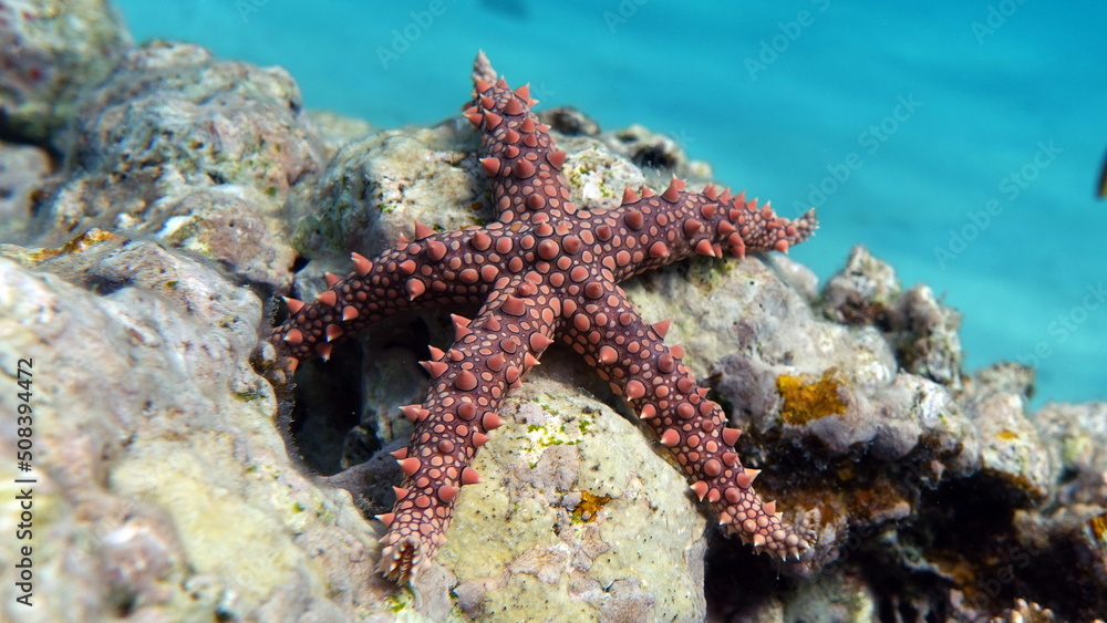 Egyptian starfish (Gomophia egyptiaca) on the reefs of the Red Sea. Egyptian starfish (Gomophia egyptiaca) on the reefs of the Red Sea.