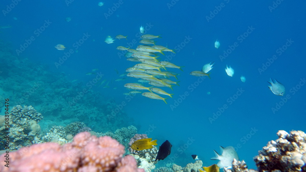 Naklejka premium Beautiful fish on the Red Sea reef.