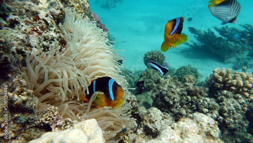 Clown fish amphiprion (Amphiprioninae). Red sea clown fish. © Vitalii6447