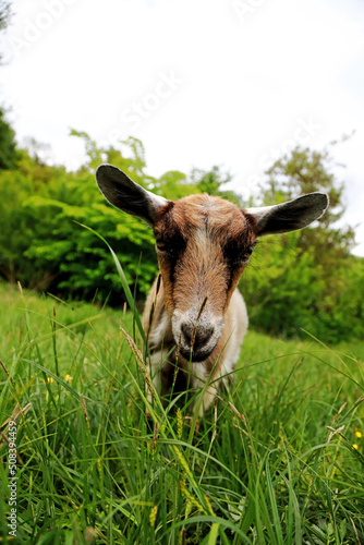 goats graze in the field