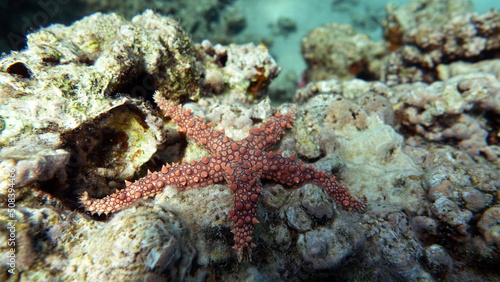 Egyptian starfish  Gomophia egyptiaca  on the reefs of the Red Sea.