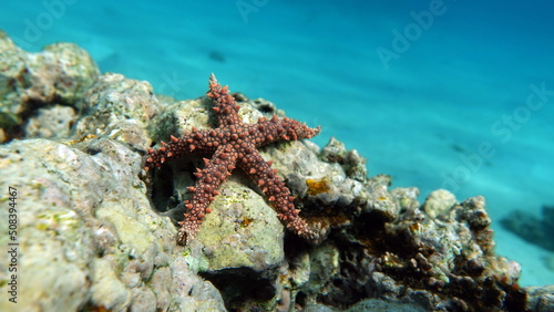 Egyptian starfish (Gomophia egyptiaca) on the reefs of the Red Sea. © Vitalii6447