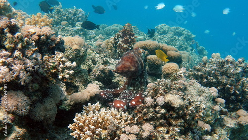Fototapeta Naklejka Na Ścianę i Meble -  Big Blue Octopus (Octopus cyanea)
Octopus. Big Blue Octopus on the Red Sea Reefs.
