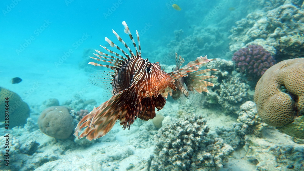 Lion Fish in the Red Sea in clear blue water hunting for food . Lion Fish in the Red Sea in clear blue water hunting for food .